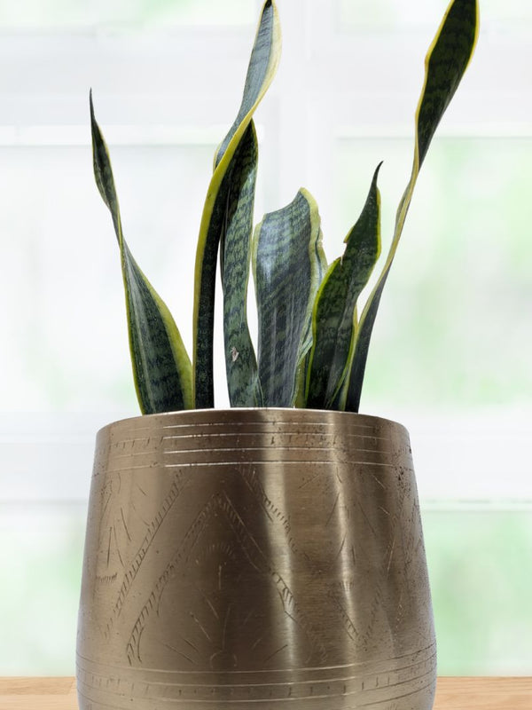 Snake Plant Laurentii - Indoor Plant
