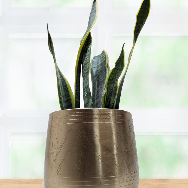 Snake Plant Laurentii