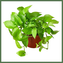 Load image into Gallery viewer, An electrifyingly bright color, the Pothos ‘Neon’ has all of the tough, reliable features houseplant lovers have come to expect from Pothos, but with glowing, neon-green foliage. Place where the vines can fall freely or trail along a shelf for the best effect. A terrific plant to hang, or for tall plant stands where the trailing foliage will create a cascade of foliage over time.

