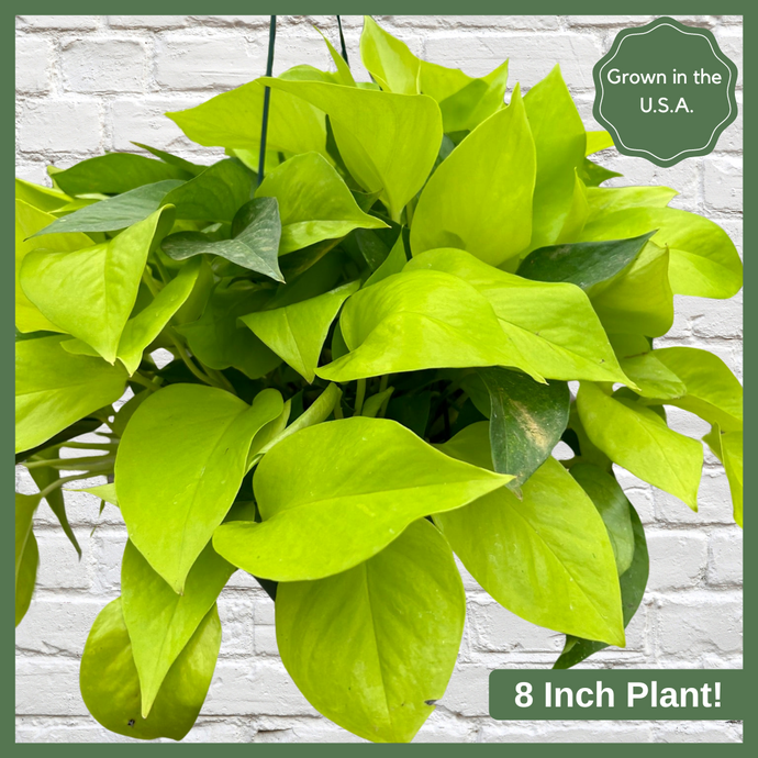 An electrifyingly bright color, the Pothos ‘Neon’ has all of the tough, reliable features houseplant lovers have come to expect from Pothos, but with glowing, neon-green foliage. Place where the vines can fall freely or trail along a shelf for the best effect. A terrific plant to hang, or for tall plant stands where the trailing foliage will create a cascade of foliage over time.