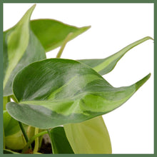 Load image into Gallery viewer, The Philodendron &#39;Brasil,&#39; native to coastal Brazil, grows heart-shaped leaves in a vine-like or climbing fashion. It is easy to care for, requiring minimal waterings and only needing low to medium indirect sunlight!

