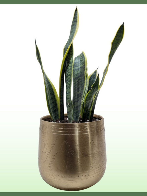 Snake Plant Laurentii - Indoor Plant