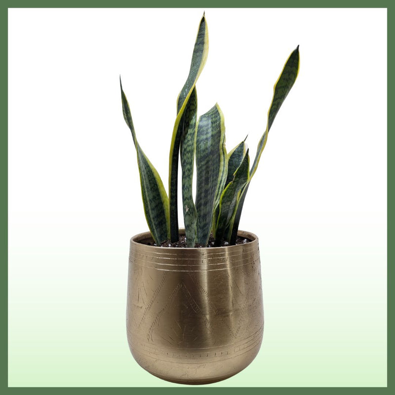 Snake Plant Laurentii - Indoor Plant