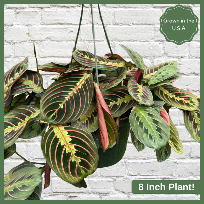 The Maranta Red Prayer Plant is a beautiful, evergreen perennial native to South and Central. This unique plant has a tint of purplish-red on the undersides of the leaves. The plant responds to light, as its leaves are flat during the day to maximize sun intake, and they point upward at night to maintain moisture. Their position at night looks as if they are praying, hence the plant's name! 