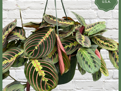 The Maranta Red Prayer Plant is a beautiful, evergreen perennial native to South and Central. This unique plant has a&nbsp;tint of purplish-red on the undersides of the leaves. The plant responds to light, as its leaves are flat during the day to maximize sun intake, and they point upward at night to maintain moisture. Their position at night looks as if they are praying, hence the plant's name!&nbsp;