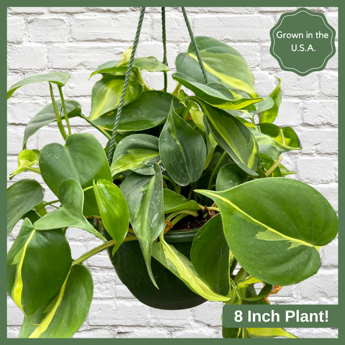 The Philodendron 'Brasil,' native to coastal Brazil, grows heart-shaped leaves in a vine-like or climbing fashion. It is easy to care for, requiring minimal waterings and only needing low to medium indirect sunlight!