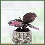 The Callie - Indoor Plant