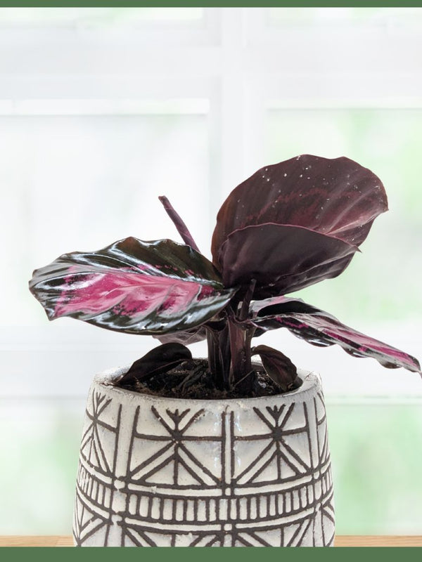 The Callie - Indoor Plant