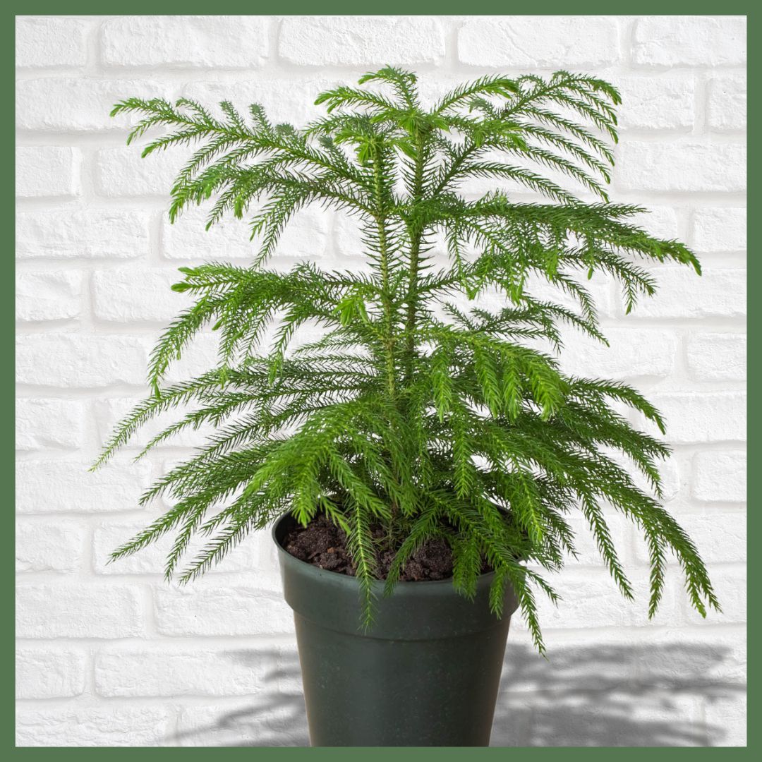 Norfolk 'Island Pine'