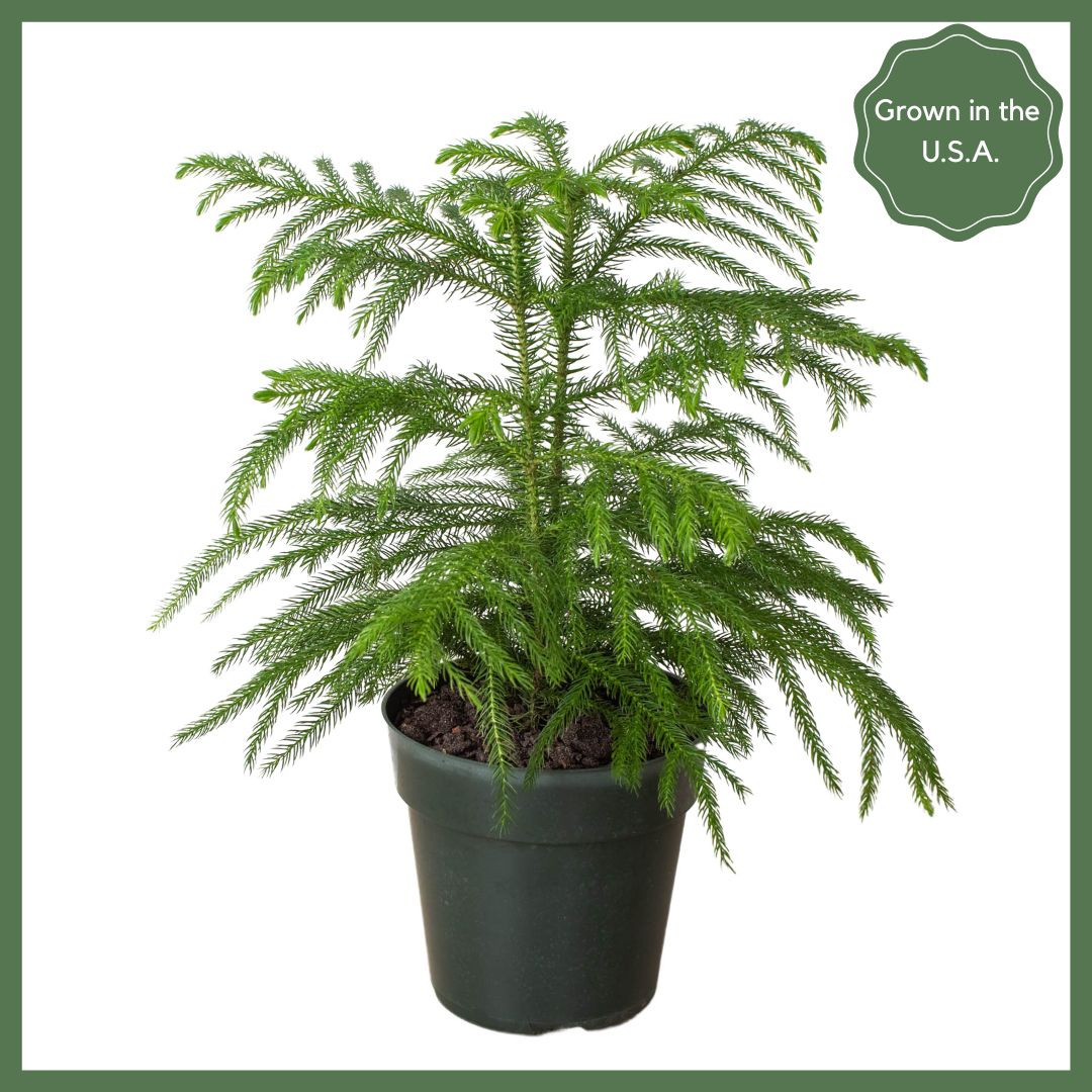 Norfolk 'Island Pine'