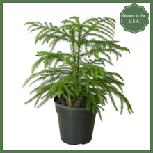 Load image into Gallery viewer, Norfolk 'Island Pine'
