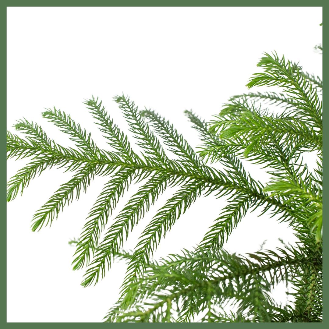 Norfolk 'Island Pine'