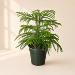 Norfolk 'Island Pine'