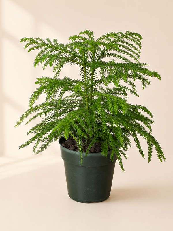 Norfolk 'Island Pine'