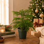 Norfolk 'Island Pine'