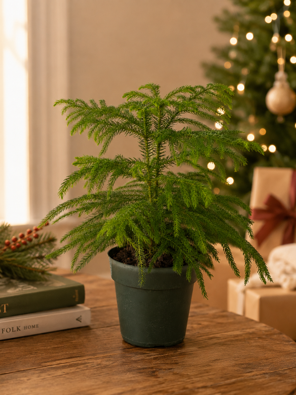 Norfolk 'Island Pine'