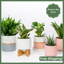 Load image into Gallery viewer, Plant Subscription - 3 Months
