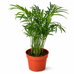 Parlor Palm - Indoor Plant
