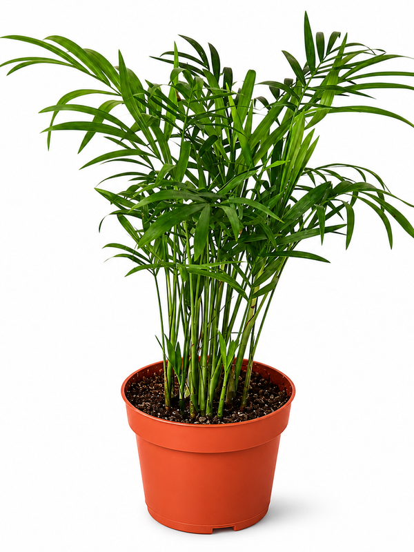 Parlor Palm - Indoor Plant