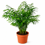 Parlor Palm - 6" Indoor Plant