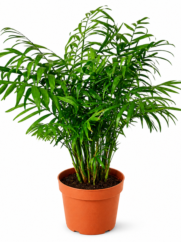 Parlor Palm - 6" Indoor Plant