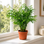 Parlor Palm - 6" Indoor Plant