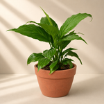 Peace Lily Plant