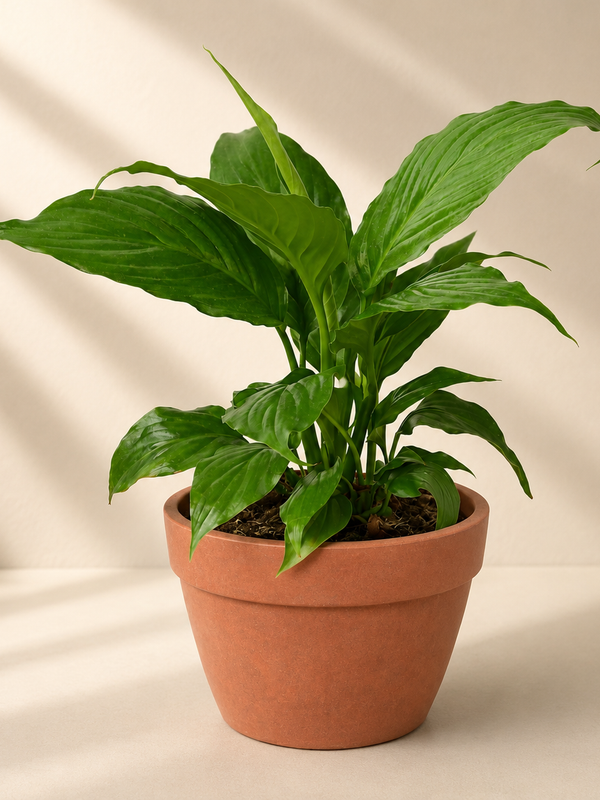 Peace Lily Plant