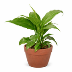 Peace Lily Plant