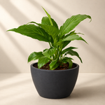 Peace Lily Plant