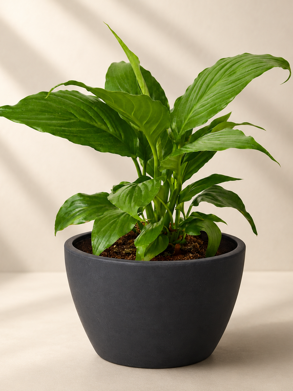 Peace Lily Plant