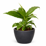 Peace Lily Plant