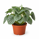 Peperomia 'Frost' - Indoor Plant