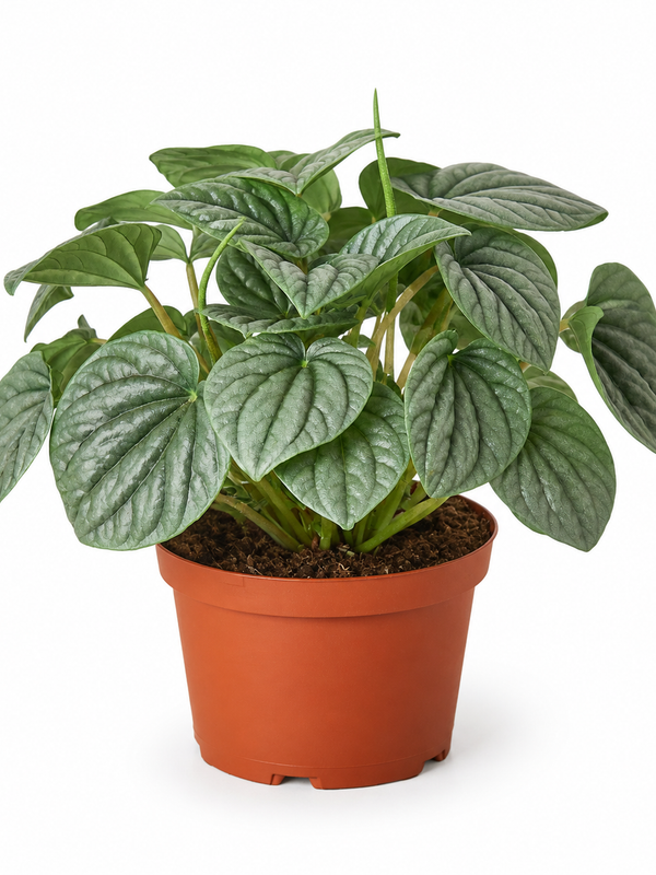 Peperomia 'Frost' - Indoor Plant