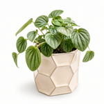 The Stephanie - Indoor Plant