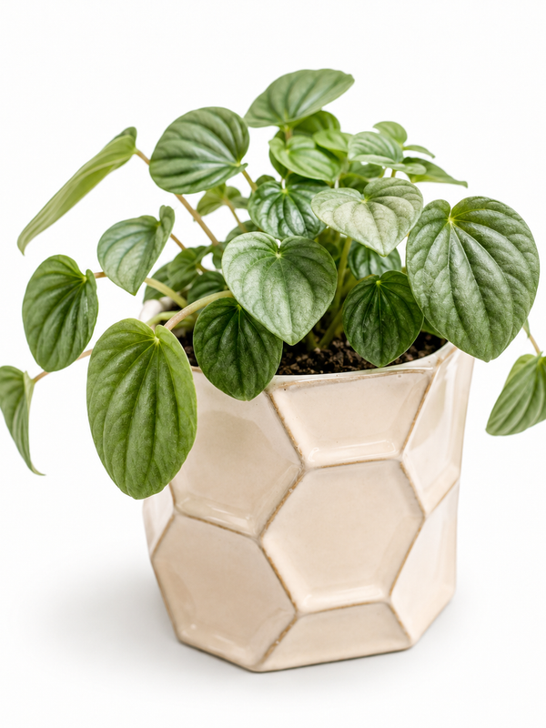 The Stephanie - Indoor Plant