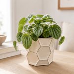 The Stephanie - Indoor Plant