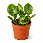 Party Time - Indoor Plant