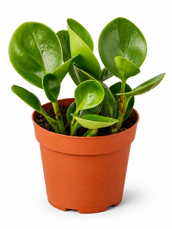 Party Time - Indoor Plant