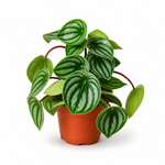 Peperomia Watermelon - Indoor Plant