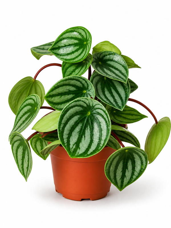 Peperomia Watermelon - Indoor Plant