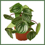 Peperomia Watermelon - Indoor Plant