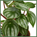 Peperomia Watermelon - Indoor Plant