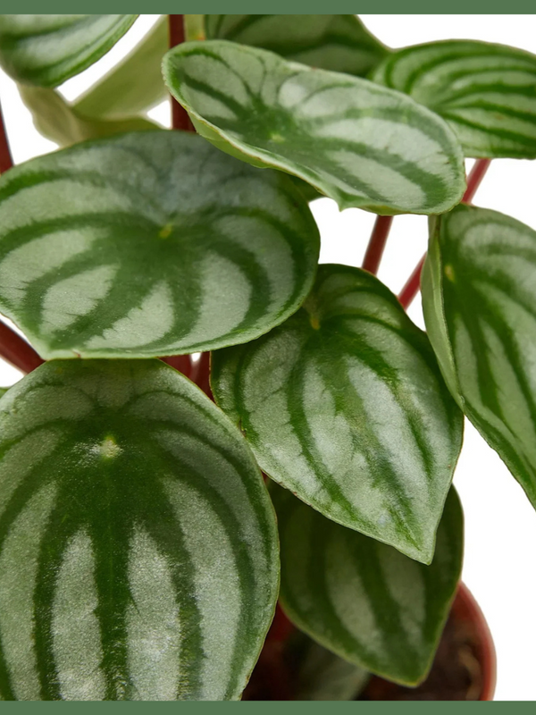 Peperomia Watermelon - Indoor Plant