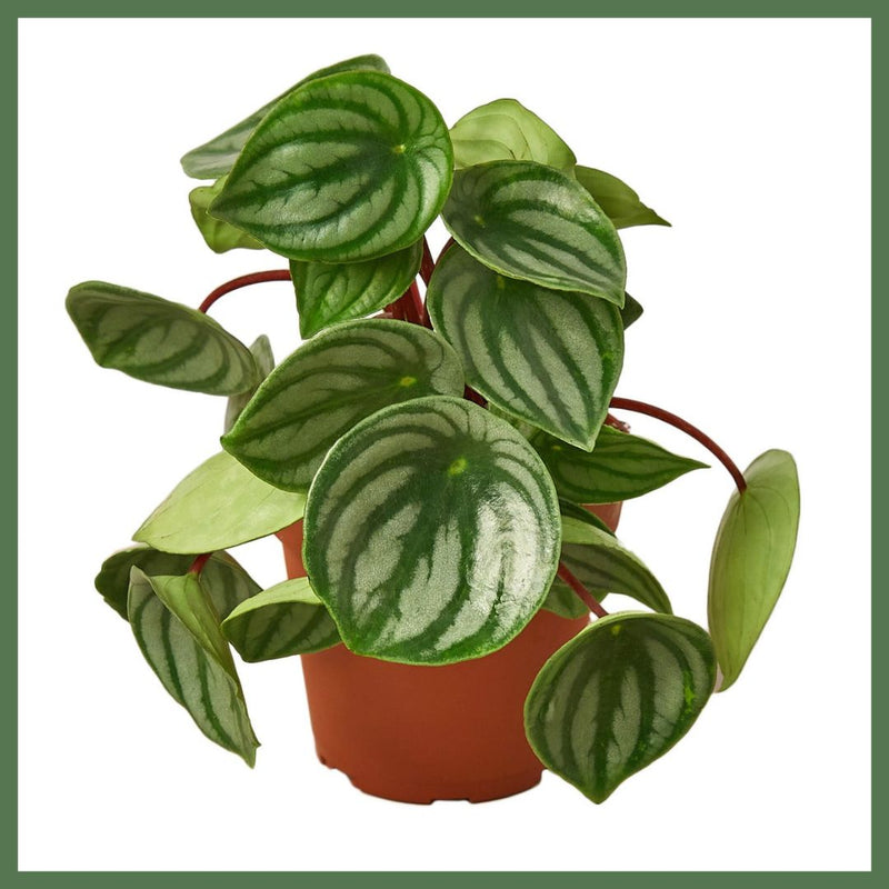 Peperomia Watermelon - Indoor Plant