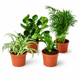 Pet-friendly plant variety bundle with four assorted houseplants in 4-inch nursery pots