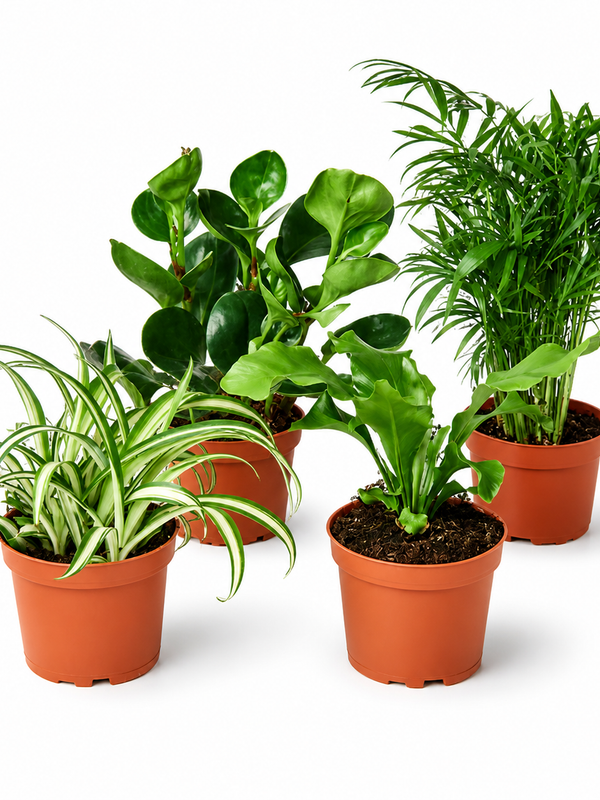 Plant Variety Bundle (Pet-Friendly)