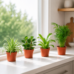 Plant Variety Bundle (Pet-Friendly)