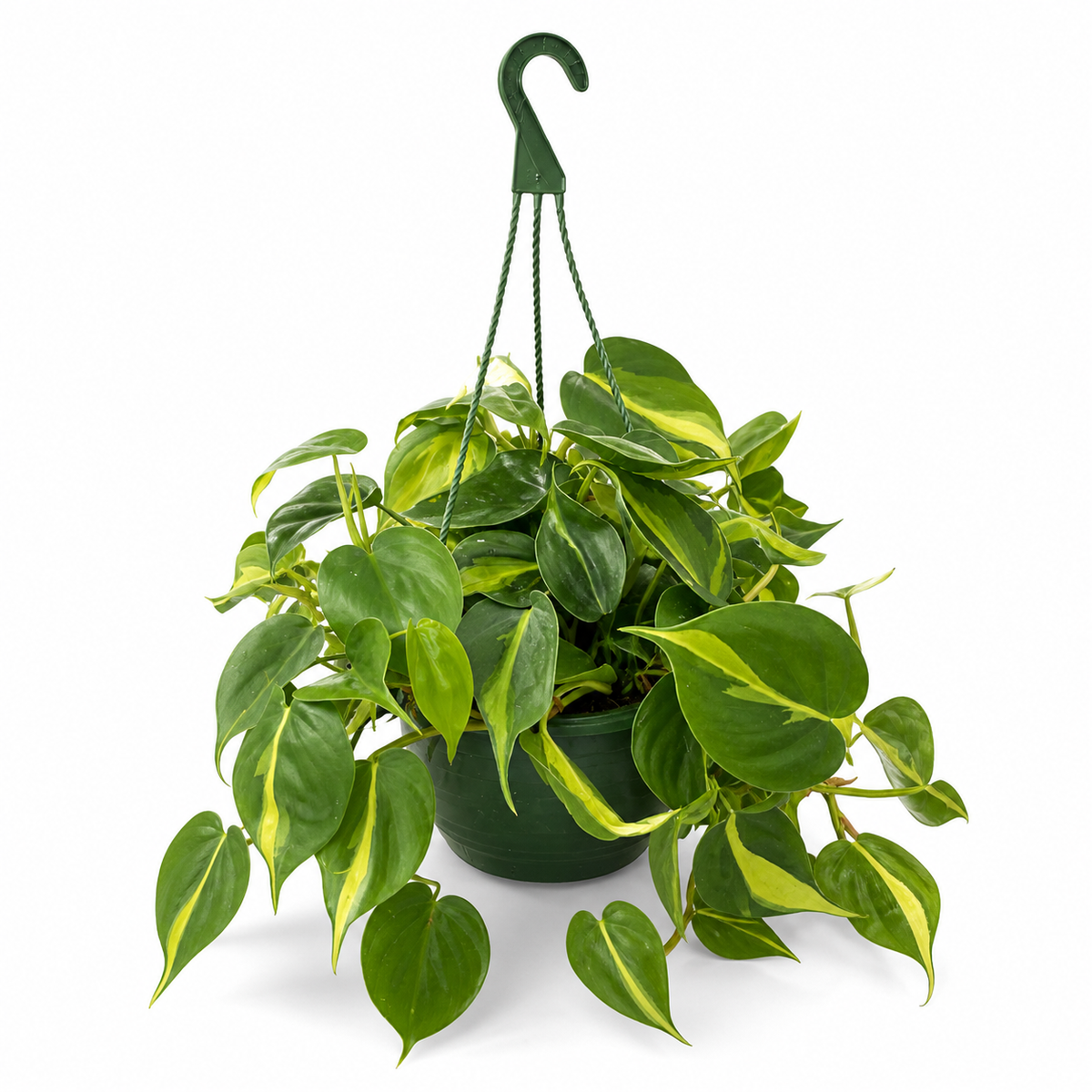philodendron brasil kaufen The Paulina