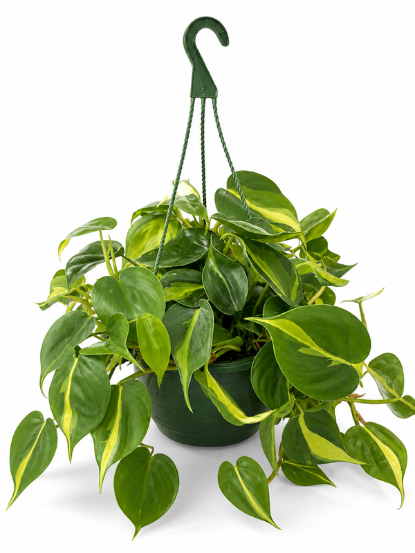The Paulina - Indoor Plant
